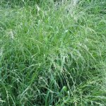 РАЙГРАС ПАСТБИЩНЫЙ