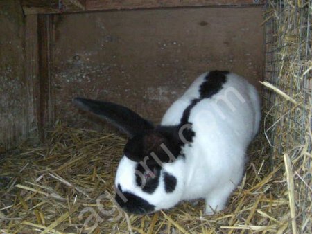 кролики сельхозпороды