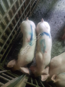 Свиньи поросята свиноматки оптом