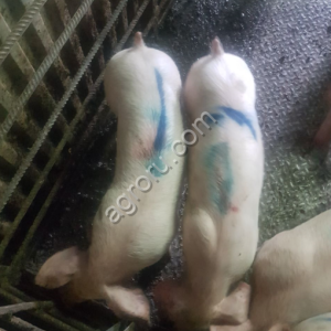 Свиньи поросята свиноматки оптом