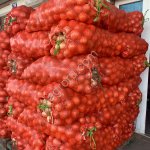 Лук репчатый