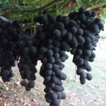 Винограды по сортов Мерседес белье Хусаени Дамиской палички