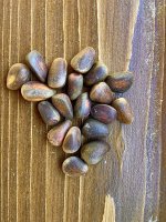 Кедровый орех