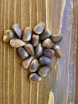 Кедровый орех