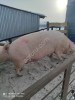 СВИНОМАТКИ оптом Поросята от 40 кг Свиньи
