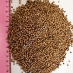 Семя кориандра