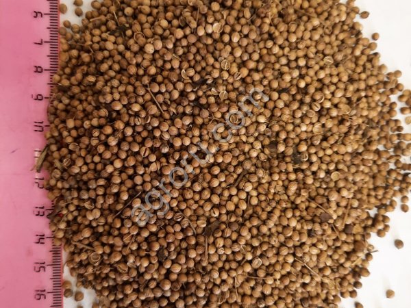 Семя кориандра