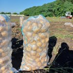 Картофель оптом