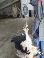 Куры несушки породы Доминант