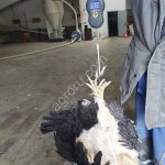 Куры несушки породы Доминант