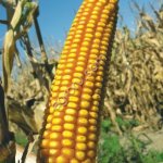 Семена кукурузы