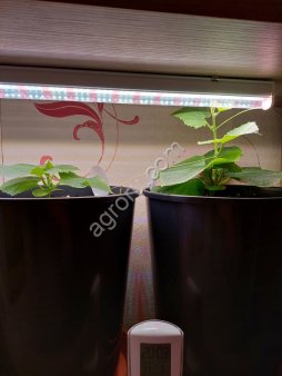 Стимул грунт PREMIUM