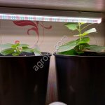 Стимул грунт PREMIUM