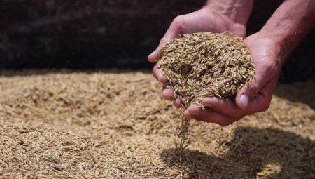 Краткий обзор рынка зерна