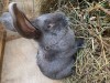 Кролики крупных мясных пород