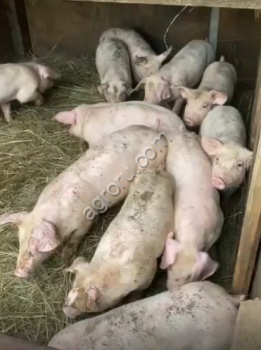 свиньи, поросята(оптом)