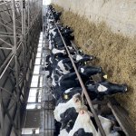 Племенные нетели голштино-фризской породы