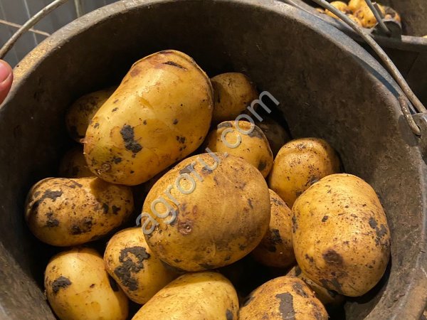 Картофель  оптом