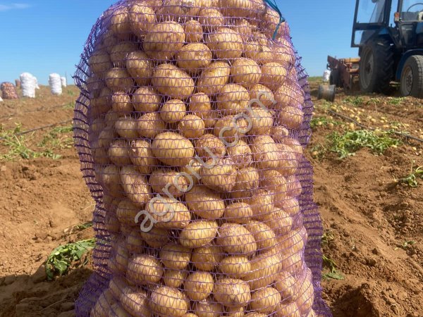 Картофель оптом