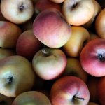 Яблоки