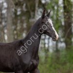 Вороной ахалтекински жеребчик Гримуар