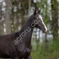 Вороной ахалтекински жеребчик Гримуар