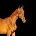 Ахалтекинский гнедой жеребчик Синай