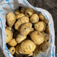 Картофель сорта Коломбо