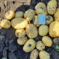 Картофель