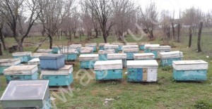 пчел