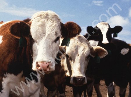 Крупно рогатый скот, бычки, коровы