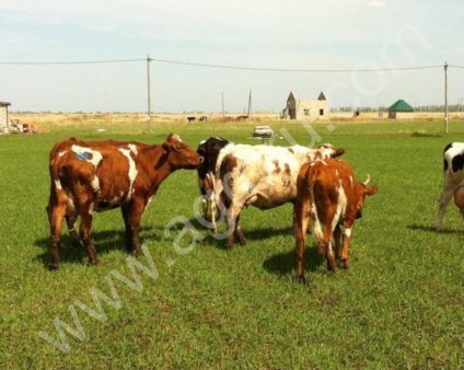 КРС,Айрширской породы.