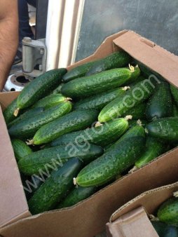 Огурец Кураж