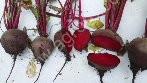 Свекла сорт Бордо