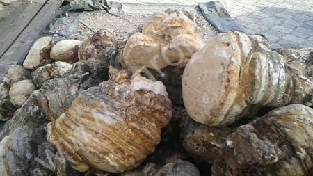 Лиственничная губка (Агарик)