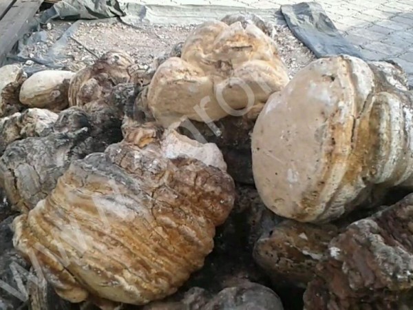 Лиственничная губка (Агарик)