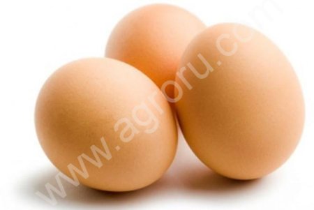 Инкубационное яйцо