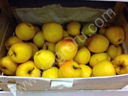 Голден и Семеринка