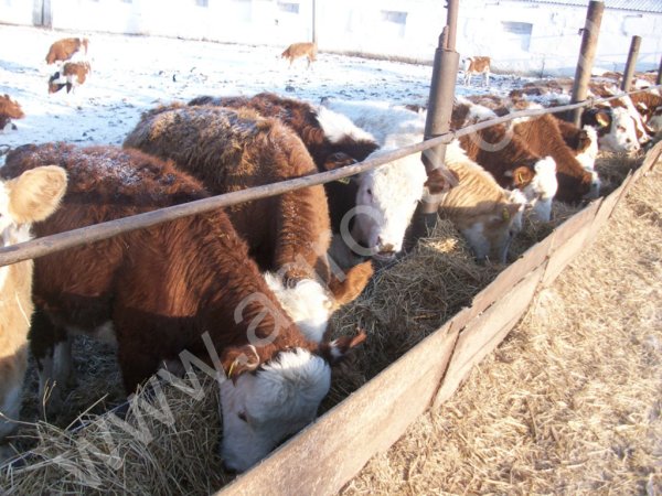 Крс на убой и разведение