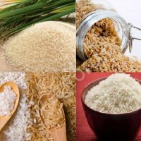 Рис круглозерный ГОСТ