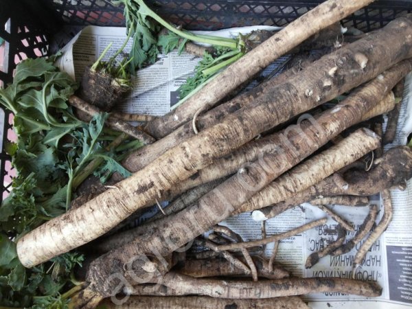 Катран хрен