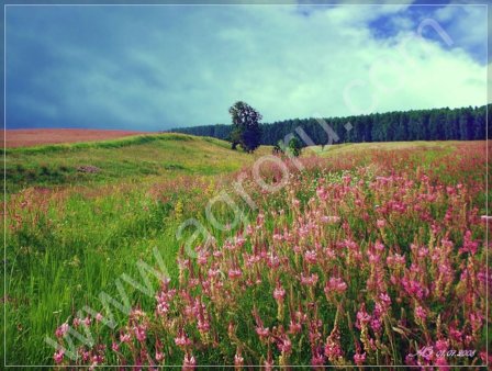 Семена эспарцета Песчаный 1251