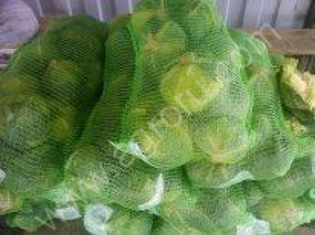 Капуста белокачанная