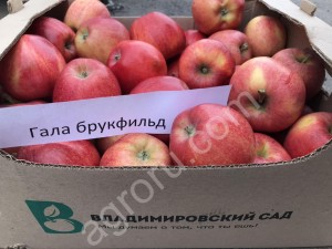 Гала Брукфильд, Ред Джона Принц, Хоней Крисп