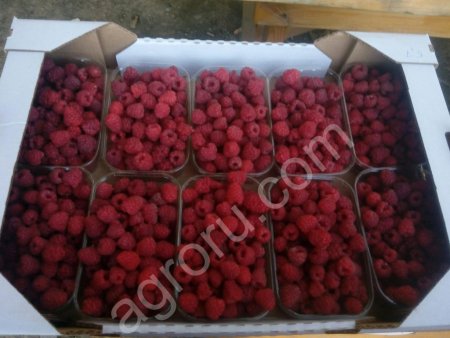 малина.клубника