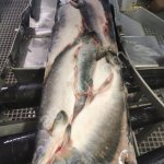 Рыбная продукция