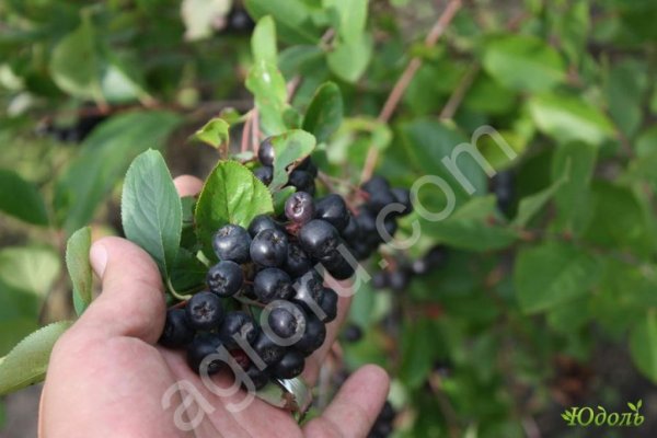 Арония (Рябина черноплодная)