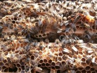 пчелопакеты: карника и карпатка