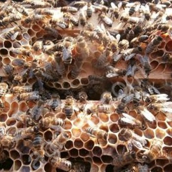 пчелопакеты: карника и карпатка