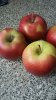 Яблоки
